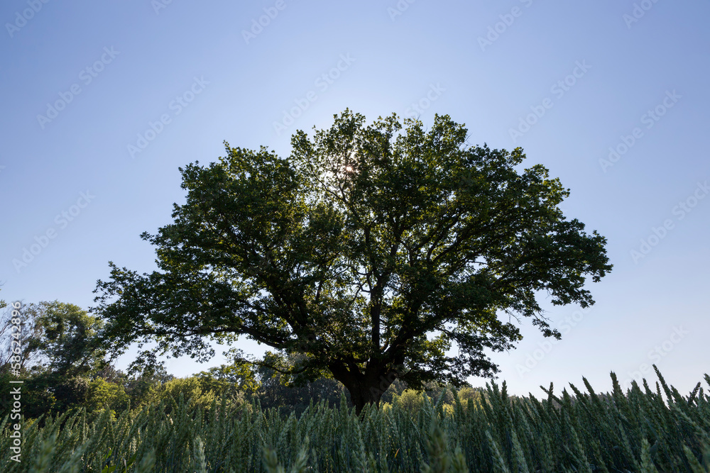Obraz premium A lonely growing oak tree in a field with cereals