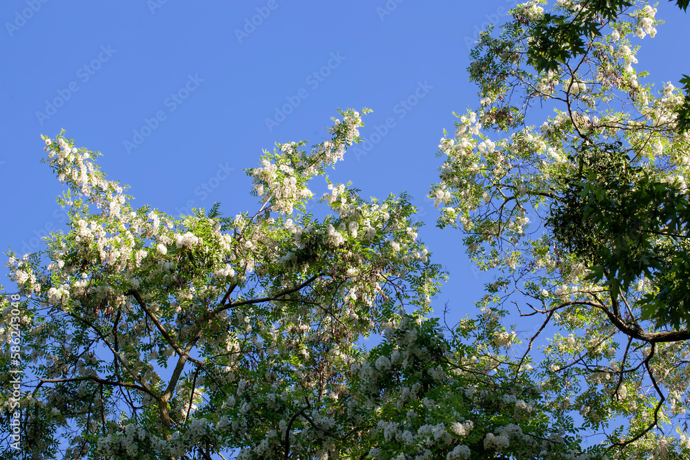 beautiful spring green foliage with white flowers in sunny weather beautiful spring green foliage with white flowers in sunny weather