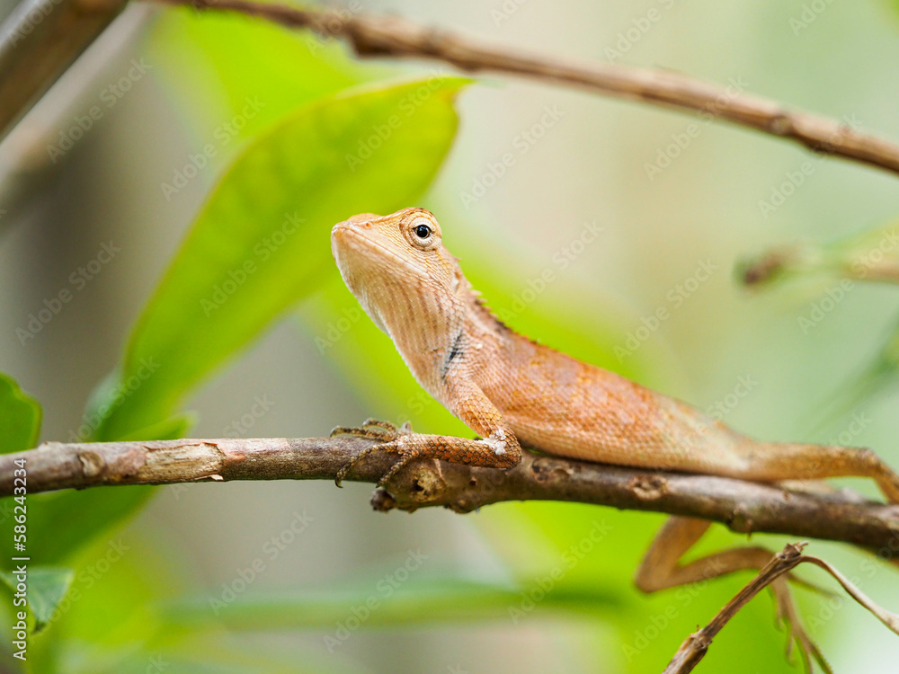 chameleon so cute on yellow background images, Brown thai lizard on tree, Lizard, Iguana,reptile. chameleon so cute on yellow background images, Brown thai lizard on tree, Lizard, Iguana,reptile.