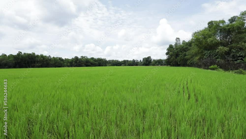 Green rice paddy field landscape on cloudy sky background Green rice paddy field landscape on cloudy sky background