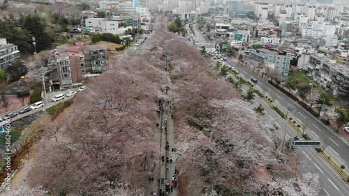 Top view at jinhae cherry blossom,Busan City,South Korea
