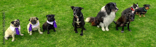 many different kind of dog sitting in a row in a dog school on green grass