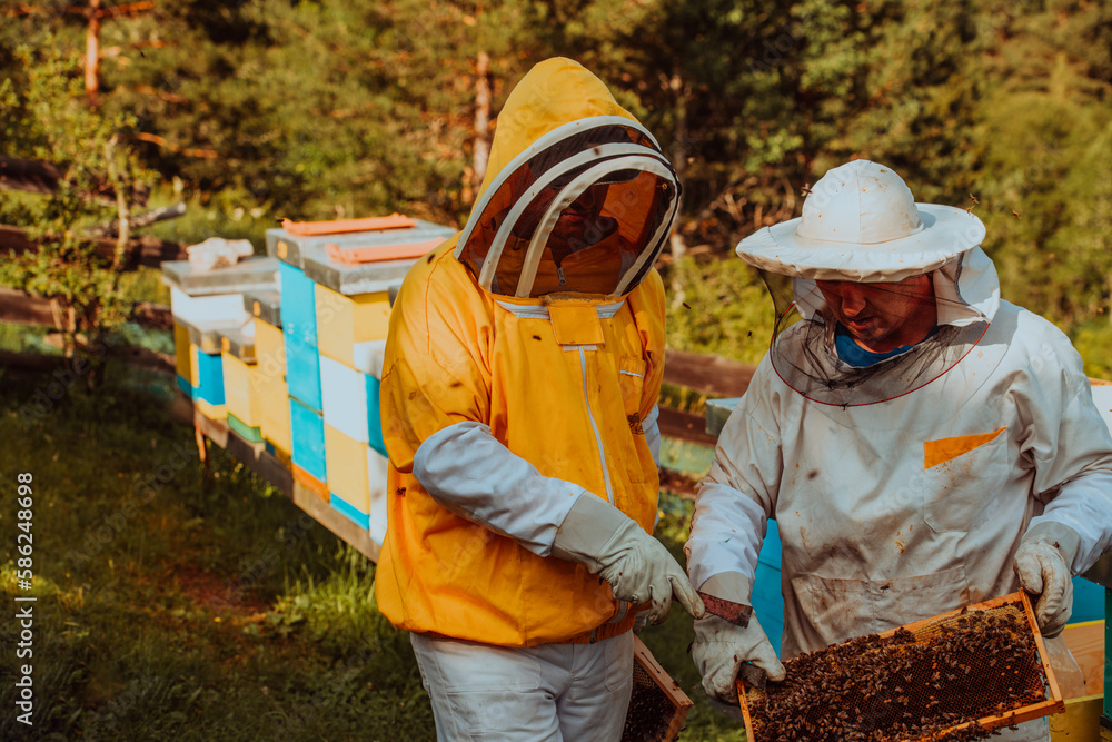 Beekeepers checking honey on the beehive frame in the field. Small business owners on apiary. Natural healthy food produceris working with bees and beehives on the apiary. Beekeepers checking honey on the beehive frame in the field. Small business owners on apiary. Natural healthy food produceris working with bees and beehives on the apiary.