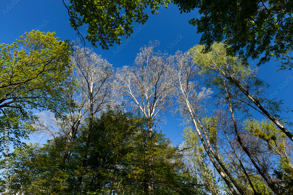 Young spring foliage of trees in the spring season Young spring foliage of trees in the spring season