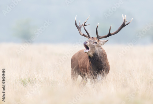Red deer stag calling during the rut in autumn © giedriius