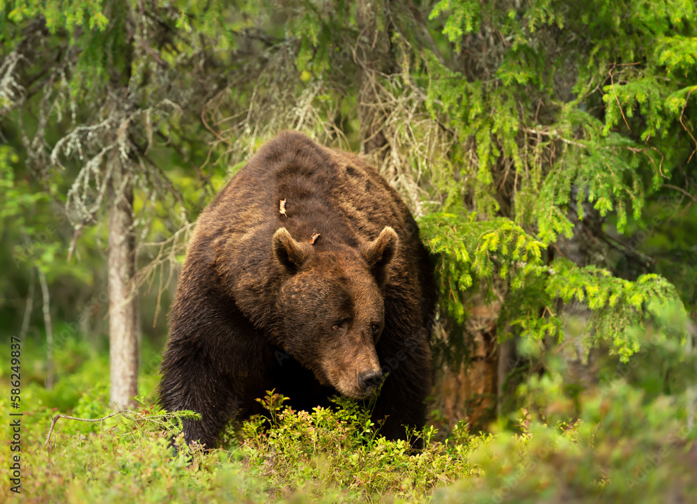 Impressive portrait of Eurasian Brown bear in a forest Impressive portrait of Eurasian Brown bear in a forest