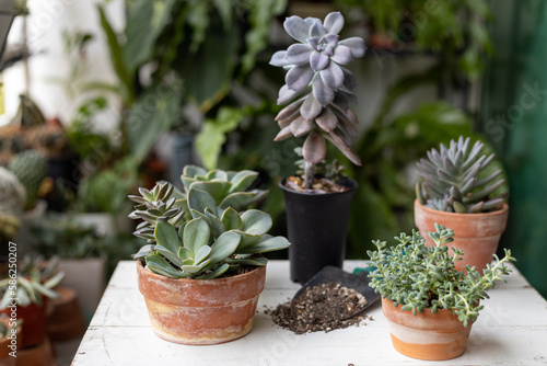 Cactus or succulents in a pots, home gardening concept