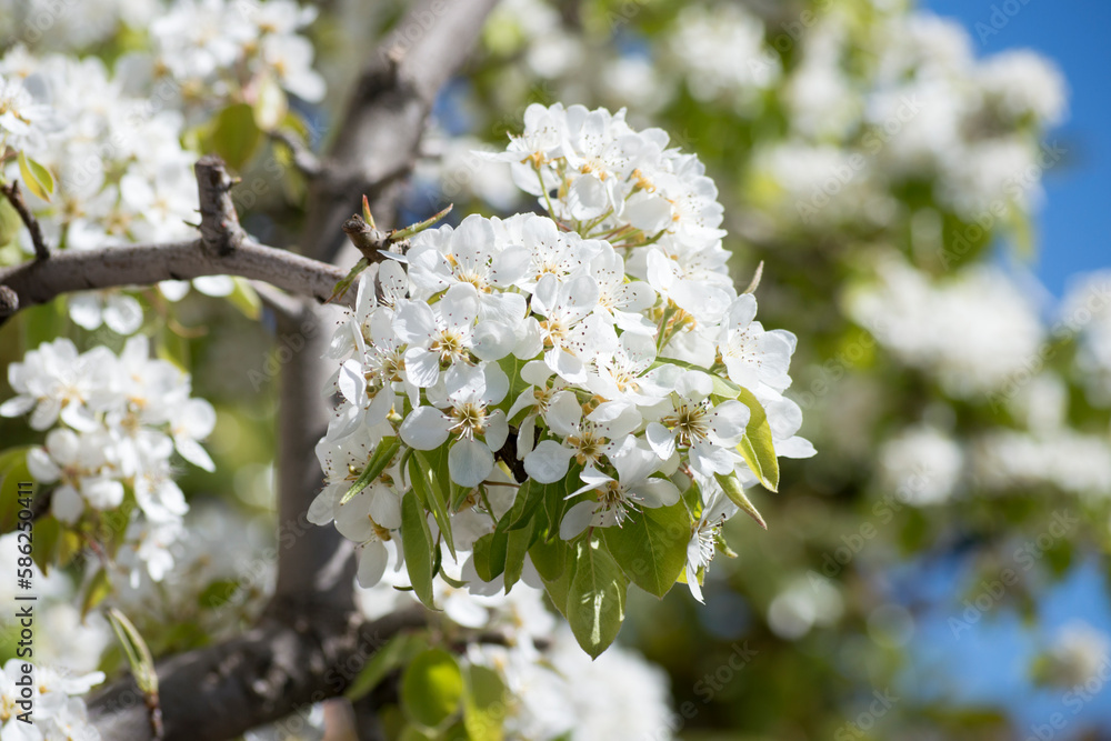 Obraz premium Flores de peral en primavera