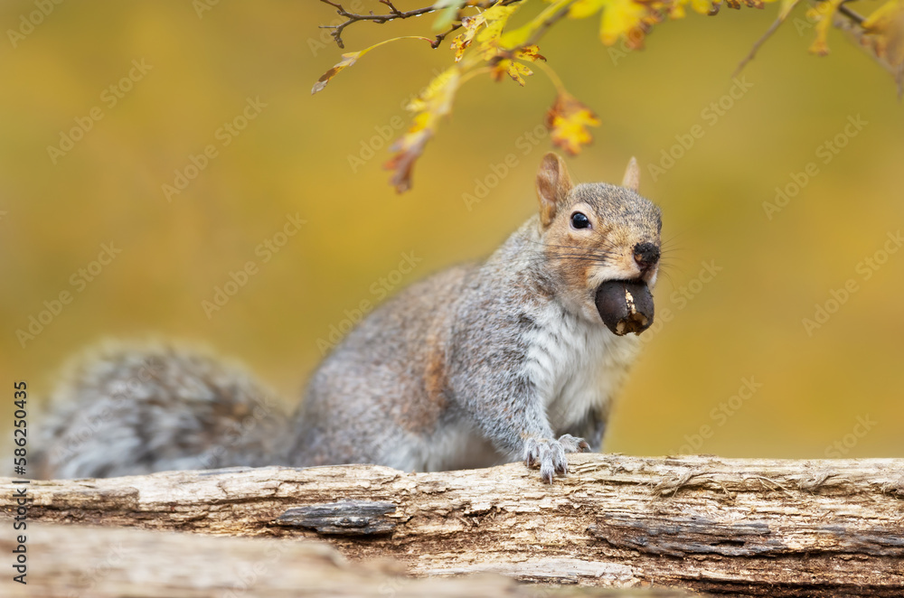 Naklejka premium Cute grey squirrel with an acorn in autumn