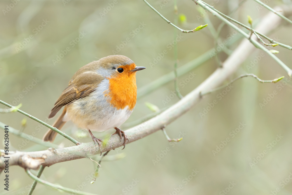 European Robin perched on a tree branch in spring