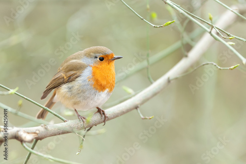 European Robin perched on a tree branch in spring