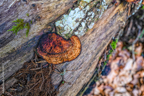 champignons sur une souche d'arbre pourrie au sol