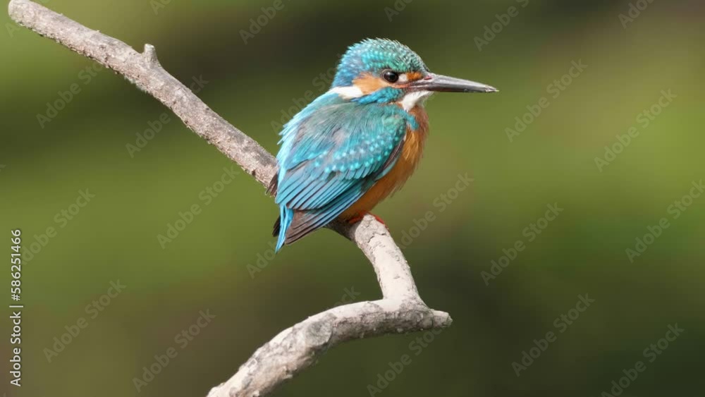close up of bird Kingfisher (Alcedo atthis) stand on the branch and looking around with blurry green nature background, 4k real time footage. close up of bird Kingfisher (Alcedo atthis) stand on the branch and looking around with blurry green nature background, 4k real time footage.