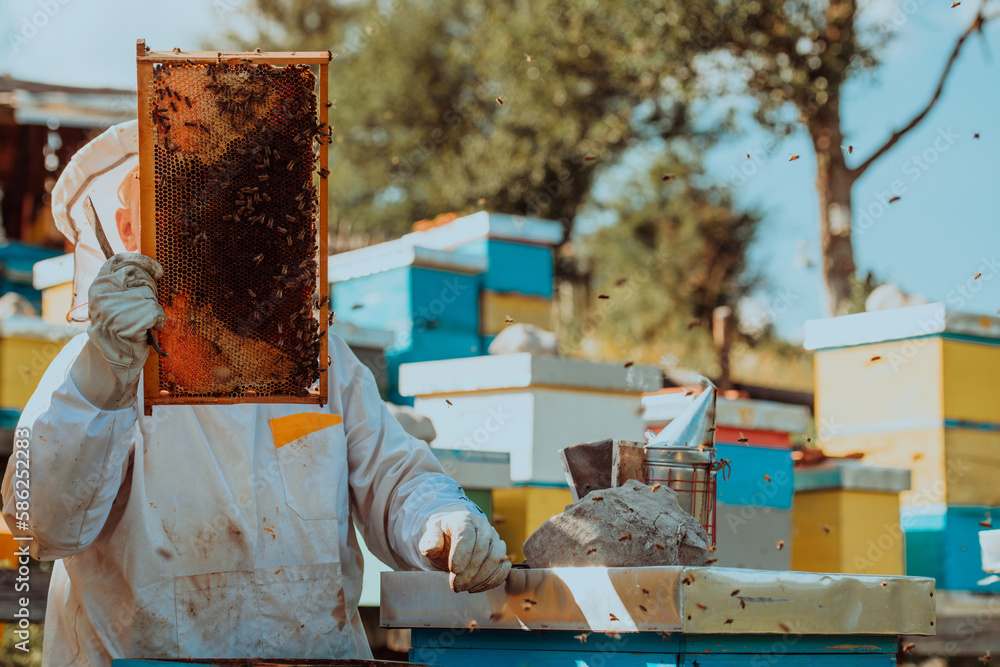 Beekeeper checking honey on the beehive frame in the field. Small business owner on apiary. Natural healthy food produceris working with bees and beehives on the apiary. Beekeeper checking honey on the beehive frame in the field. Small business owner on apiary. Natural healthy food produceris working with bees and beehives on the apiary.