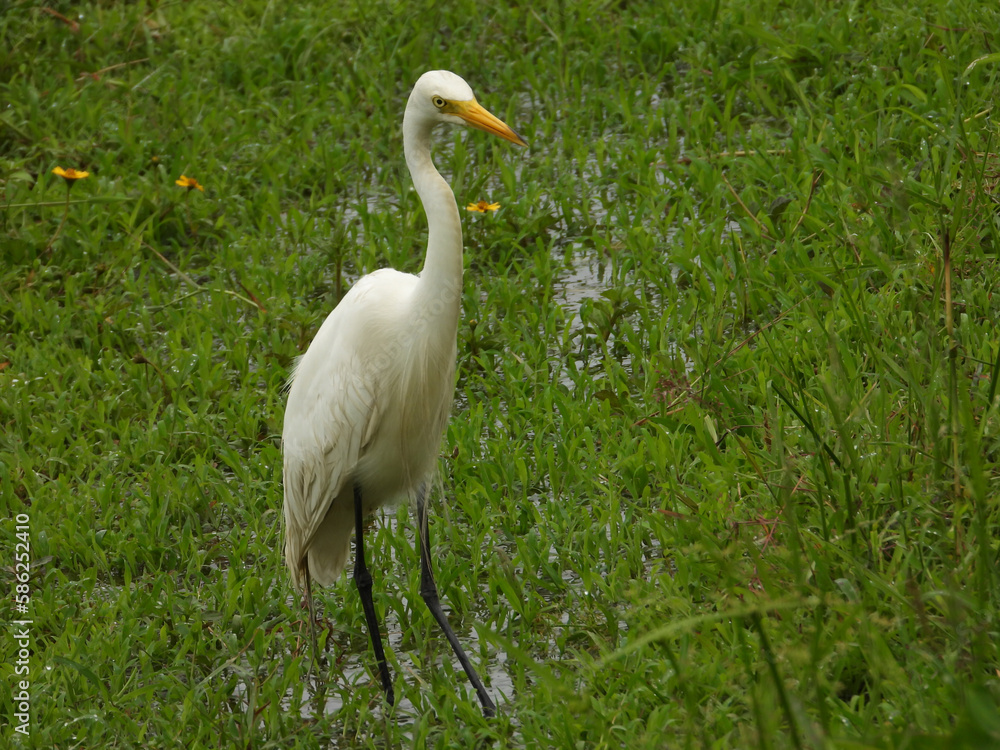 Fototapeta premium great egret