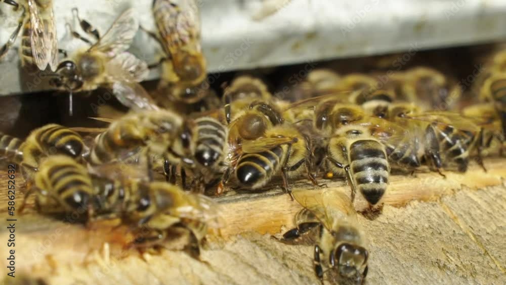 Slow motion video apiary. a swarm of bees flies into a hive collect lifestyle the pollen bear honey. beekeeping concept bee agriculture. Honey bees swarming and flying around their beehive. Slow motion video apiary. a swarm of bees flies into a hive collect lifestyle the pollen bear honey. beekeeping concept bee agriculture. Honey bees swarming and flying around their beehive.
