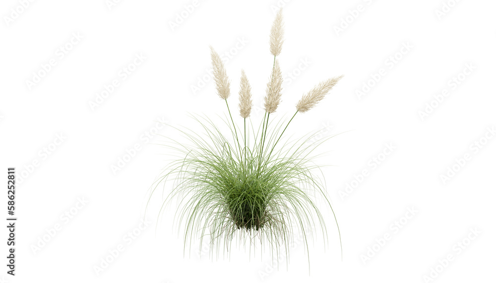 Bunches of grass on a transparent background. 3D rendering.