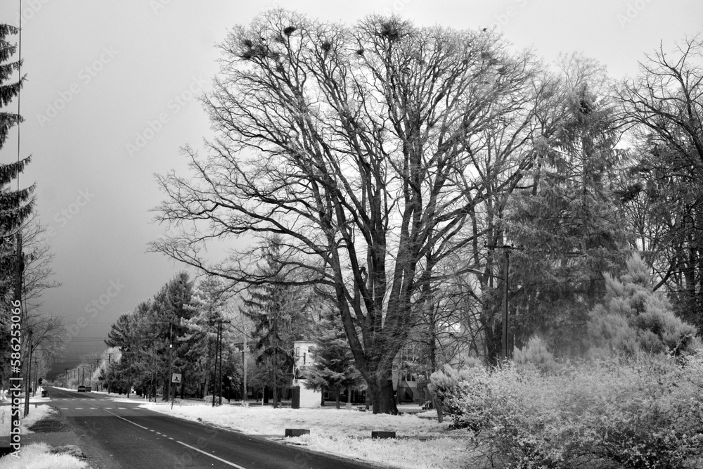 Infrared landscape of the main street on the country. Infrared landscape of the main street on the country.