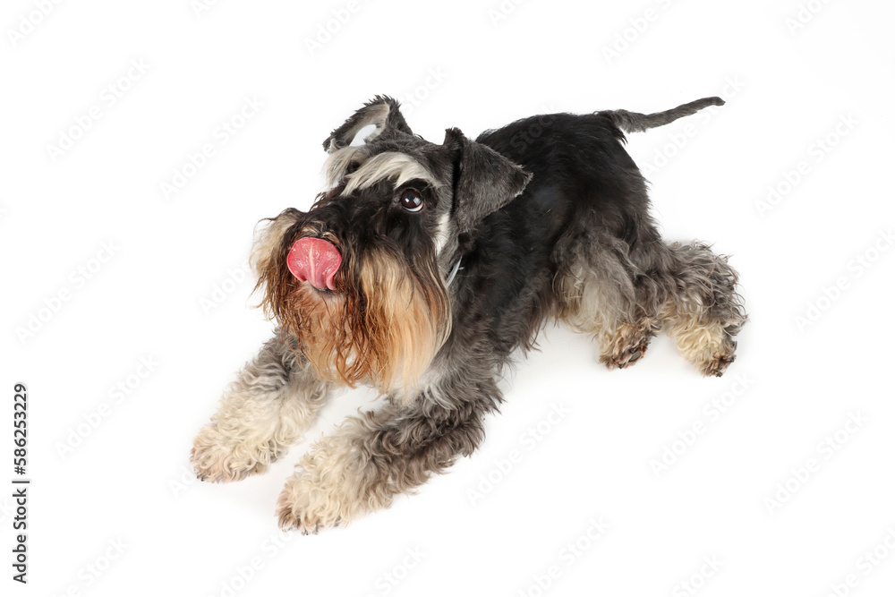 lying dog who licking lips on white background 