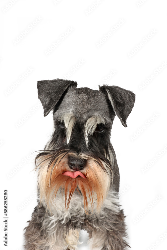funny portrait of black and silver miniature schnauzer tongue out  on white background 