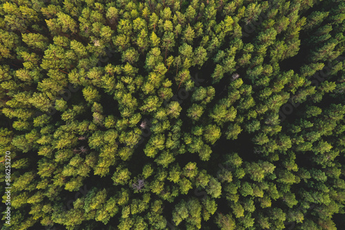 Autumn yellow forest and green trees in rural Altai, Drone photo Aerial top view