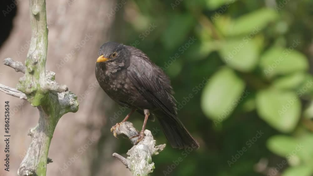 Close up of Turdus merula, black bird with yellow beak, standing on the branch, cleaning its body with natural green background, 4k slow motion footage. Close up of Turdus merula, black bird with yellow beak, standing on the branch, cleaning its body with natural green background, 4k slow motion footage.