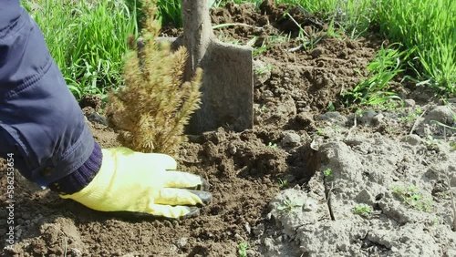 a man pours water on a planted small, almost dried-up Christmas tree