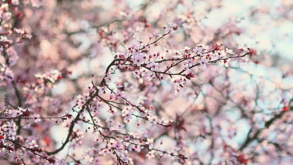 Vertical video of branches of cherry blossoms sway in a light breeze. Cherry blossom season. White and pink flowers and red leaves on a sakura spring tree against a blue sky. Beauty of nature Vertical video of branches of cherry blossoms sway in a light breeze. Cherry blossom season. White and pink flowers and red leaves on a sakura spring tree against a blue sky. Beauty of nature
