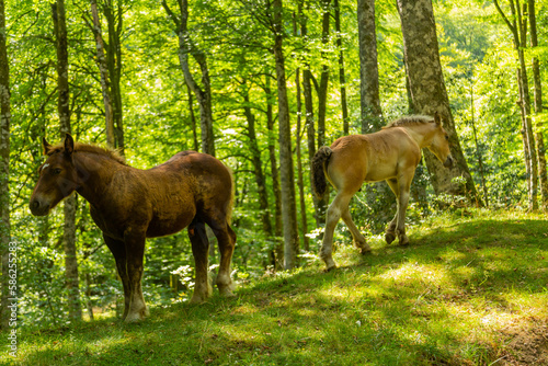horses at the mountains © Rui Vale de Sousa