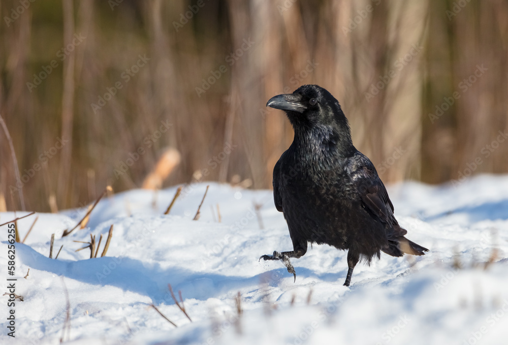 Common Raven - in winter at a wet forest Common Raven - in winter at a wet forest