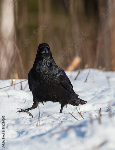 Common Raven - in winter at a wet forest