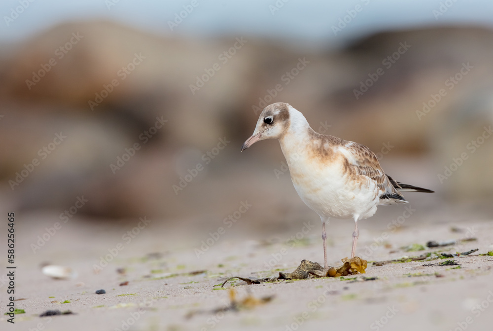 Fototapeta premium Black-headed Gull - juvenile bird on a sea cost 