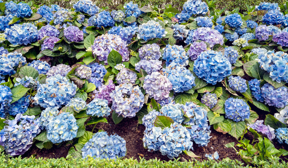 Multi-colored hydrangea flowers bloom in Da Nang Park, Vietnam
Multi-colored hydrangea flowers bloom in Da Nang Park, Vietnam