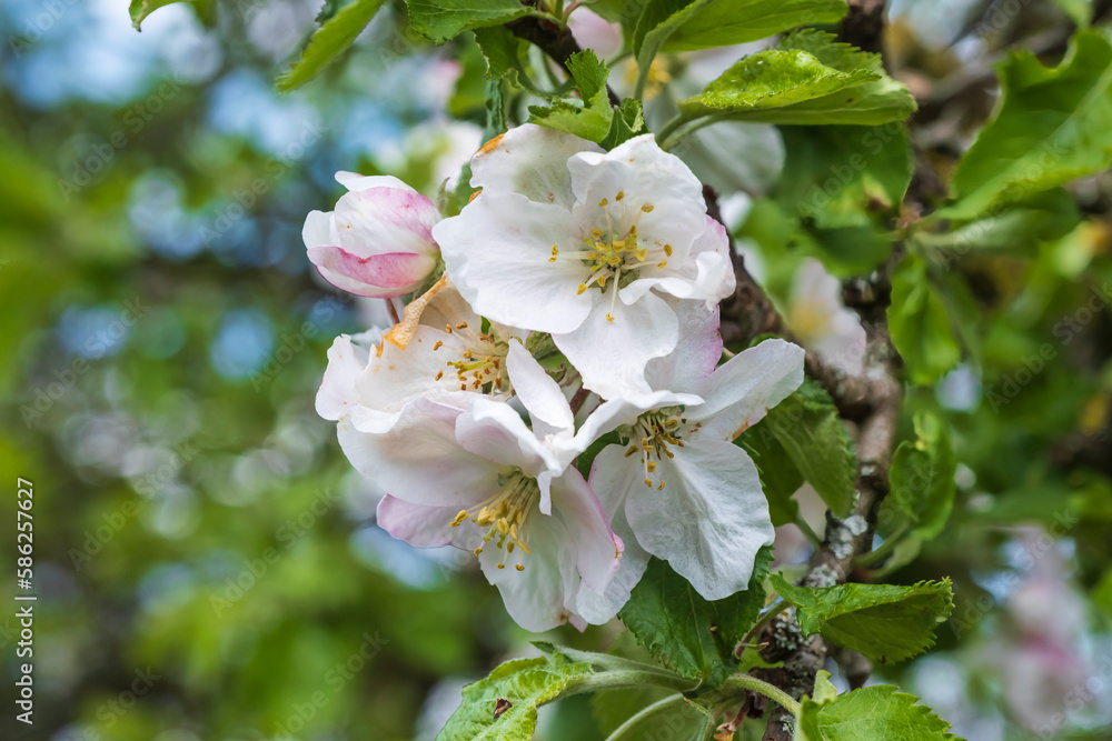 Obraz premium Close up of pink and white cherry blossoms in Franconian Switzerland/Germany