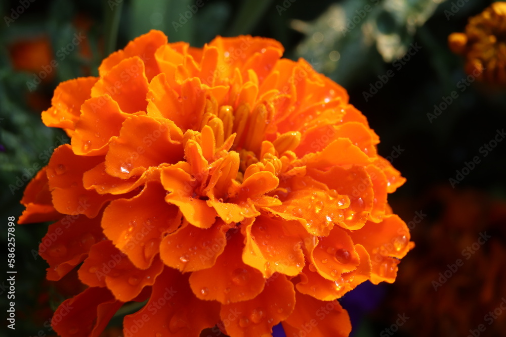 orange dahlia flower orange dahlia flower