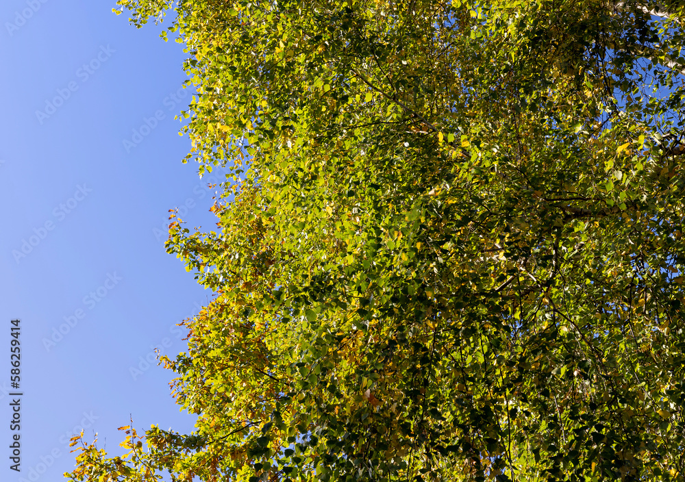 Fototapeta premium Yellowing and falling foliage of deciduous trees in autumn