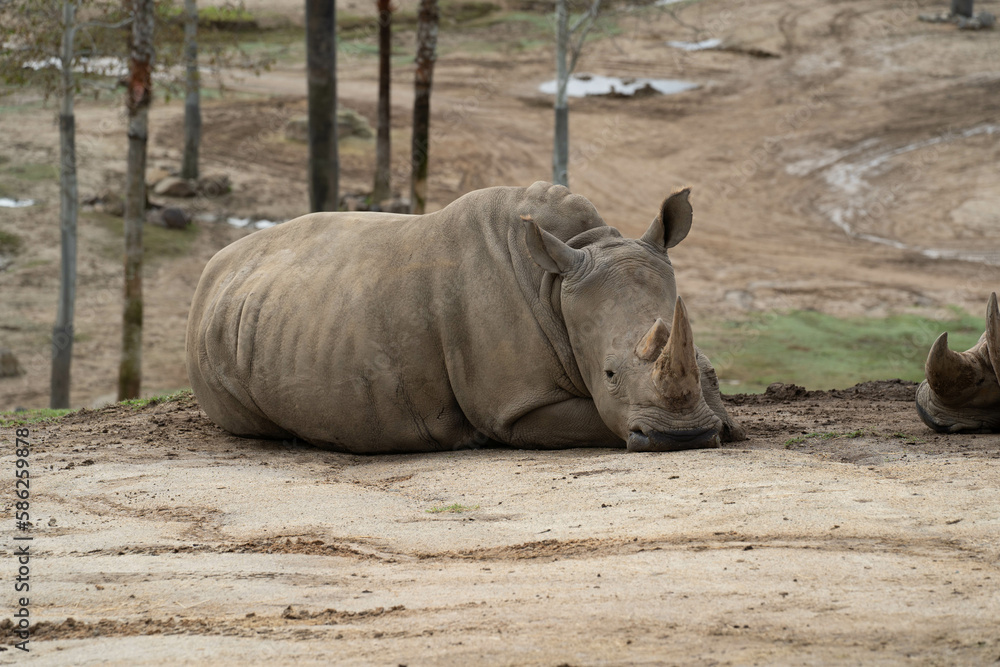 Fototapeta premium kraft