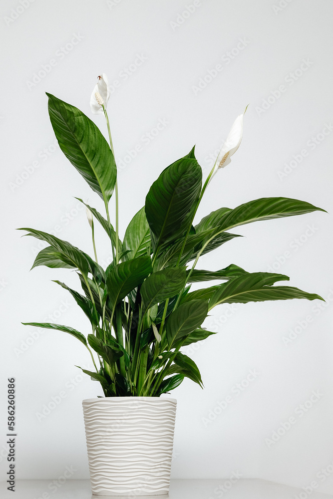 a green vase for the home in a beautiful pot is photographed against a light background