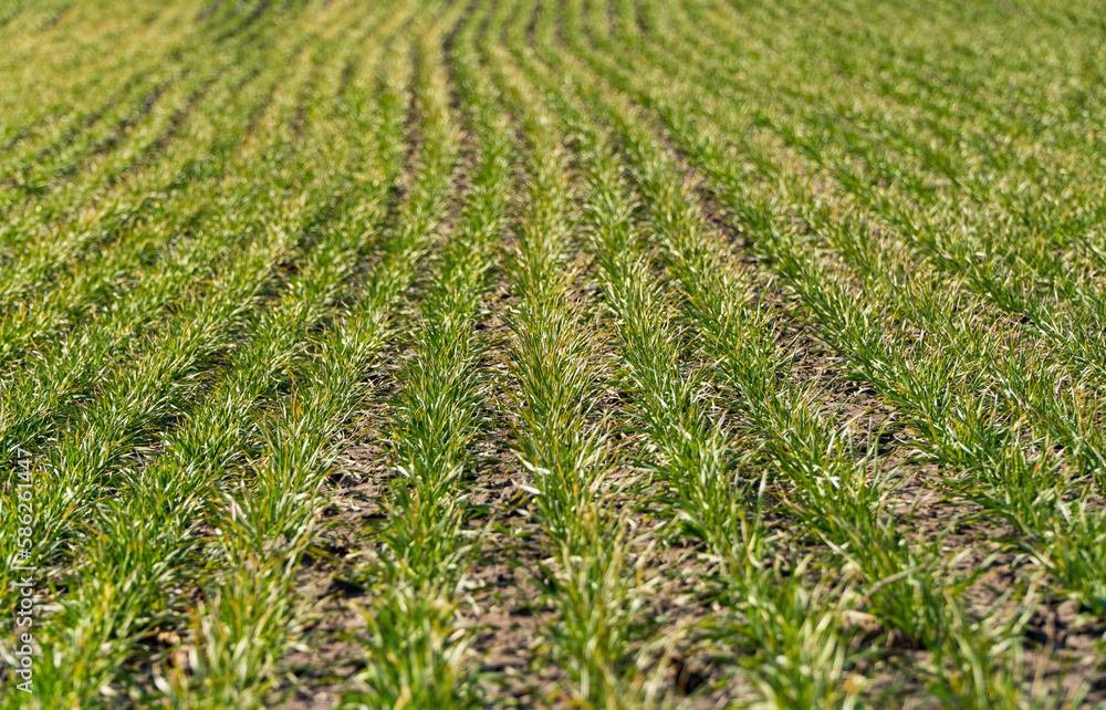 Rows of small green wheat. Small green sprouts of wheat on field.