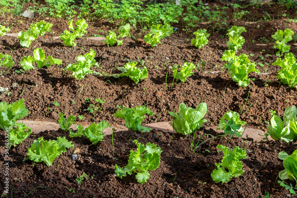 Close up of green lettuce leaves in a vegetable garden in Brazil Close up of green lettuce leaves in a vegetable garden in Brazil