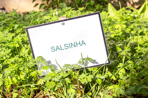 indicative sign written Salsinha, which in English is called parsley. Parsley leaves in a vegetable garden in Brazil © Andrea Cirillo Lopes