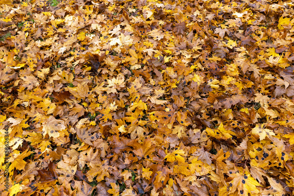 The yellowed foliage of deciduous trees that fell to the ground The yellowed foliage of deciduous trees that fell to the ground
