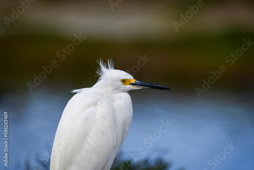 A snowy egret surveying a marshy habitat © Chris Rubino
