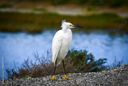 A snowy egret surveying a marshy habitat