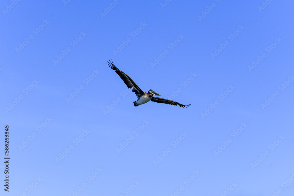 The Brown Pelican soaring over a wetland in Southern California USA .This coastal bird inhabits salt bays, beaches and ocean areas along the coast. The Brown Pelican soaring over a wetland in Southern California USA .This coastal bird inhabits salt bays, beaches and ocean areas along the coast.