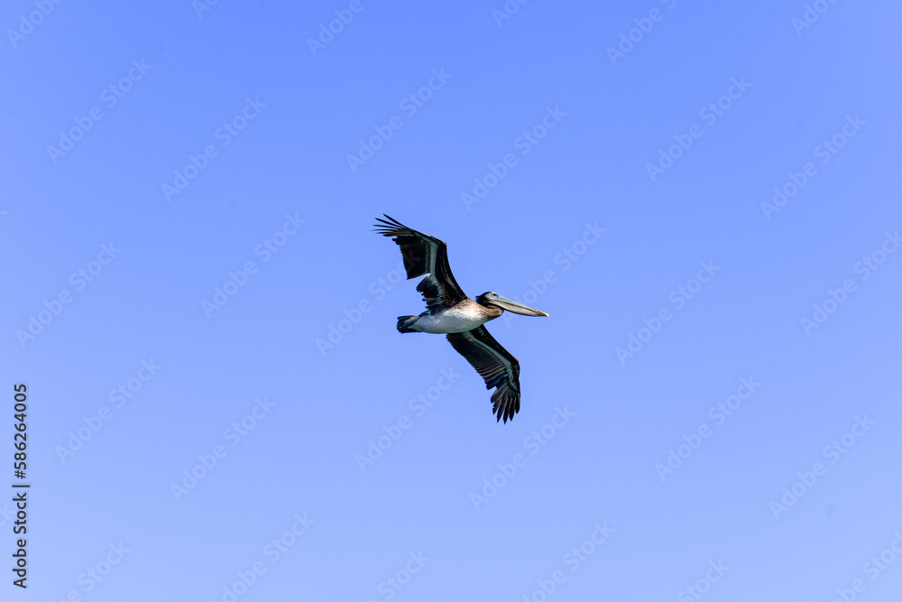 The Brown Pelican soaring over a wetland in Southern California USA .This coastal bird inhabits salt bays, beaches and ocean areas along the coast. The Brown Pelican soaring over a wetland in Southern California USA .This coastal bird inhabits salt bays, beaches and ocean areas along the coast.