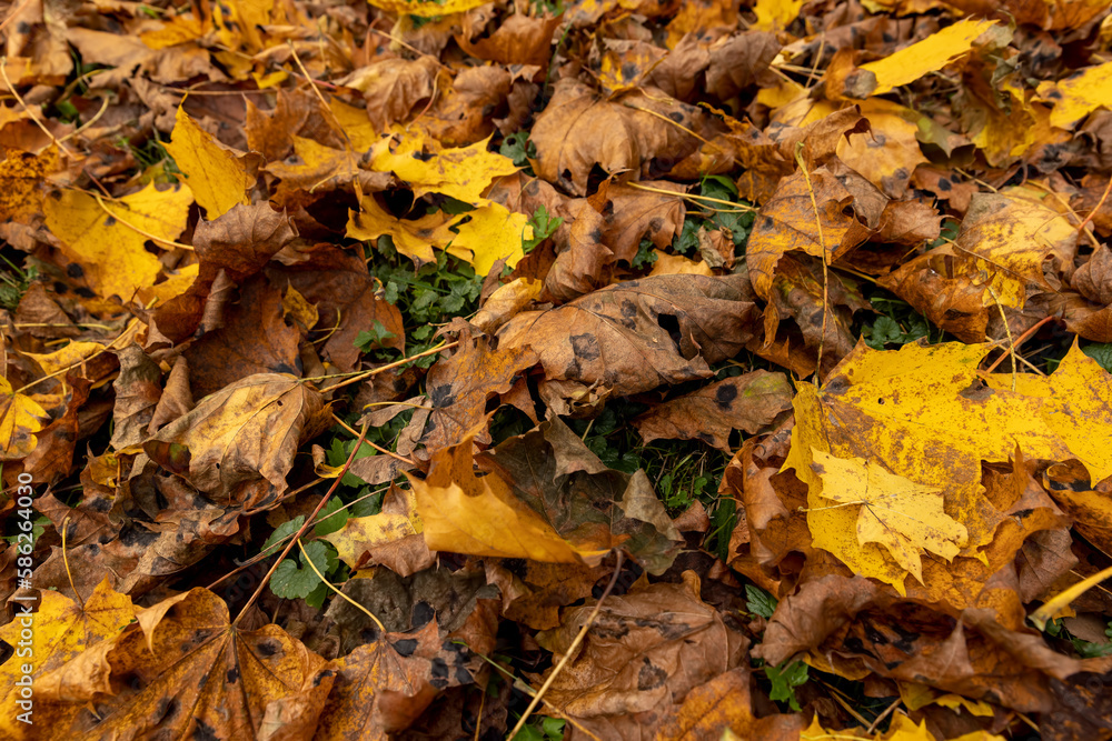 Orange maple foliage lies on the ground Orange maple foliage lies on the ground