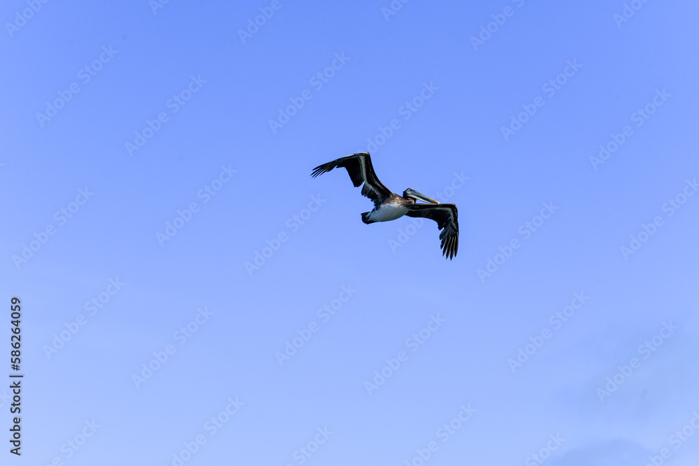 The Brown Pelican soaring over a wetland in Southern California USA .This coastal bird inhabits salt bays, beaches and ocean areas along the coast. The Brown Pelican soaring over a wetland in Southern California USA .This coastal bird inhabits salt bays, beaches and ocean areas along the coast.