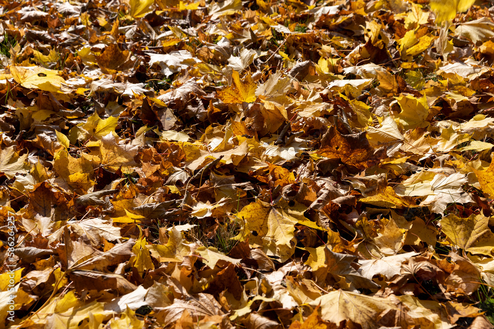 Bright maple foliage illuminated by sunlight Bright maple foliage illuminated by sunlight