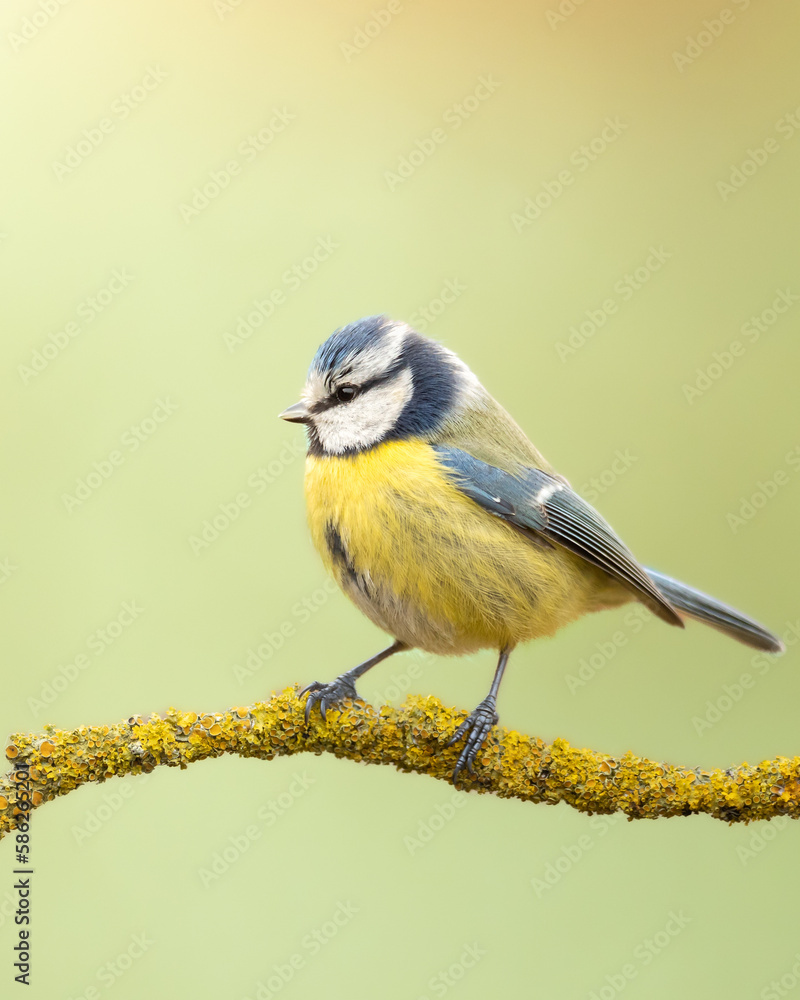 Obraz premium Bird - Blue Tit Cyanistes caeruleus perched on tree winter time small bird on blurred background